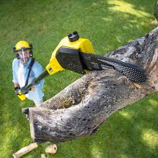 Lawn Pest Prevention in East Setauket, NY