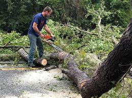 Best Leaf Removal  in East Setauket, NY
