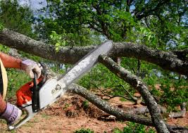 Best Emergency Tree Removal  in East Setauket, NY