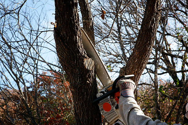 Best Hazardous Tree Removal  in East Setauket, NY