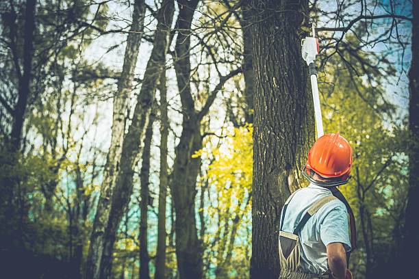  East Setauket, NY Tree Care Pros