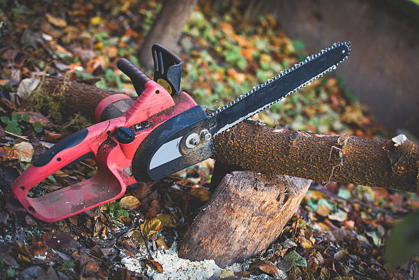 Best Tree Cabling and Bracing  in East Setauket, NY