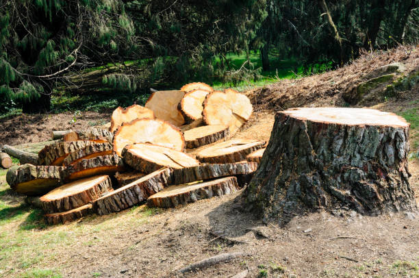 Best Utility Line Clearance  in East Setauket, NY
